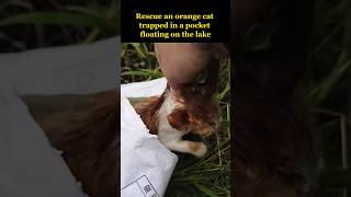 An orange cat trapped in a pocket floating on the lake [upl. by Gwendolen]