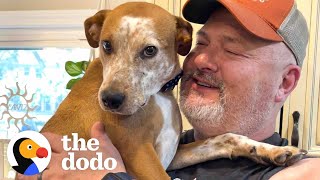 Emaciated Dog Becomes A Brand New Dog In His Forever Home  The Dodo Faith  Restored [upl. by Tocs]