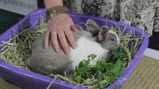 What Are Some Signs That a Momma Rabbit Is Feeding Her Newborns  Rabbit Care [upl. by Gretta]