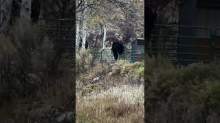 Bull moose in pinedale wyoming like subscribe comment [upl. by Sailesh]