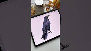 Drawing in Procreate  Digital Watercolor Crow shorts procreate drawing halloween2024 [upl. by Frazier887]