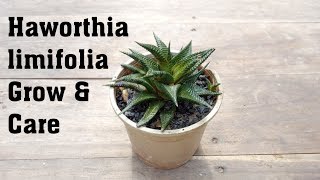 Succulent Haworthia limifolia Plant Grow and Caring Tips [upl. by Madlen]