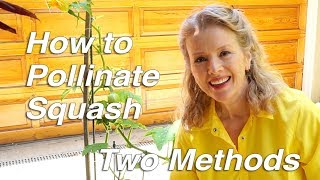 How to Pollinate Squash Two Methods  Garden Vlog [upl. by Arther]