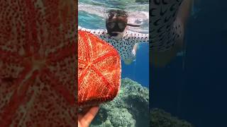 Star fish Maldives subscribe channel travel maldives maafushiisland [upl. by Arinaj]