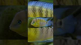 The Blue Eye Cichlid Cryptoheros Spilurus [upl. by Tristam]