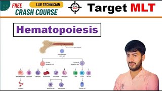 4 Hematopoiesis  Blood cell formation by Sachin Punia erythropoiesis hematology mltclasses [upl. by Lindgren751]