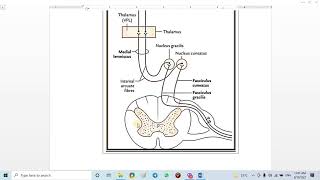 17 Dorsal column Medial lemniscal system [upl. by Adriaens]