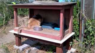 How to skunkproof a feral cat feeding station [upl. by Petunia]