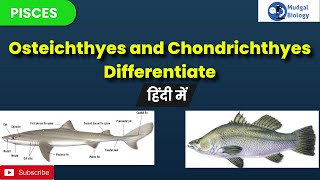 difference between chondrichthyes and osteichthyes chondrichthyes and osteichthyesBSc 3rd year [upl. by Otilopih]