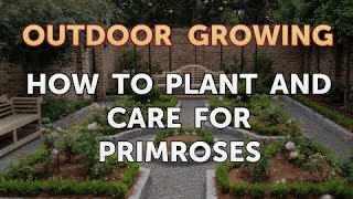 How to Plant and Care for Primroses [upl. by Stranger740]