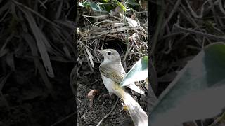 طائر نقشارة صفراء العجزبونلليWestern Bonellis warbler [upl. by Ikin]