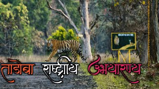 ताडोबामहाराष्ट्रातील सर्वात मोठे अभयारण्यTadoba National parkChandrapur [upl. by Bunns442]