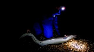 Conger Fishing on Chesil Beach [upl. by Yemaj135]