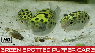 Green Spotted Puffer Care Brackish Buddies [upl. by Chiaki]