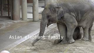 Asian elephant quotelephant familyquot 20240922／Higashiyama Zoo and Botanical Garden／4K [upl. by Carny]