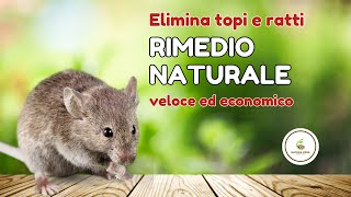 Rimedio naturale efficace contro Topi e Ratti [upl. by Penney]