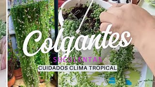 PLANTAS COLGANTES Y SUS CUIDADOS CLIMA TROPICAL [upl. by Midan]