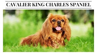 Falling in Love with the Cavalier King Charles Spaniel A Breed Overview [upl. by Ferdinanda112]