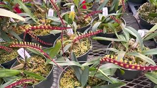 OrchidWeb  Bulbophyllum falcatum ‘Standing Tall’ AMAOS [upl. by Koenraad]