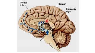 Antiparkinsonian and antiAlzheimer drugs [upl. by Aivil]