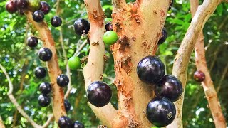 Jaboticaba Brazilian Tree Grape   How To Grow It  Why To Love It [upl. by Khalsa]