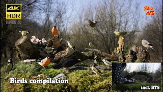 Birds compilation incl BTS  4K HDR  CATs tv [upl. by Geralda]