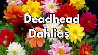 How To Deadhead Dahlias For More Flowers [upl. by Alvira280]