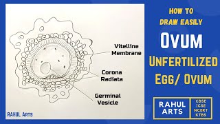 How to draw Unfertilized Egg Ovum [upl. by Clotilde]