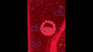 fertilization Embryo development 3d animation [upl. by Emoraj498]