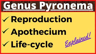 Genus Pyronema  Crozier Formation in Ascomycetes  Life Cycle  Ascospore Formation in Fungi Botany [upl. by Gereld557]