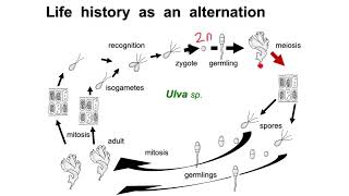 Sporic meiosis  Alternation of generations [upl. by Yenalem]