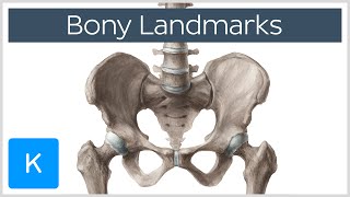 How to Memorize Bony Landmarks Quickly and Easily  Human Anatomy  Kenhub [upl. by Evvie]