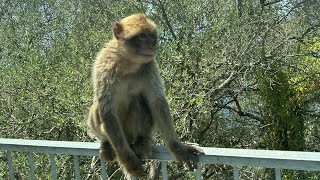 Gibraltar monkeys 🐵 🐒 [upl. by Nuoras]