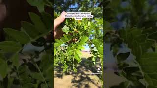 Native tree to the eastern half of the USA Gleditsia triacanthos also known as honey locust [upl. by Menken78]