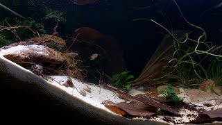 BADC2018  Little creek of West Africa with killifish 35 L [upl. by Holmes]