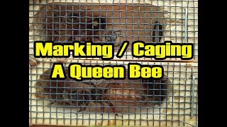 How To CaptureCage A Queen Bee [upl. by Mickelson]