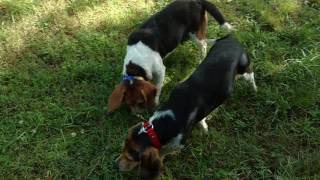 Beagles running a Rabbit July 20th Saint Marys Beagle Club [upl. by Ilime]