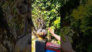 Playing with monkeys batucaves monkey malaysia kualalumpur [upl. by Erodeht499]