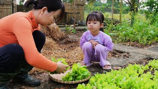 How to Grow Lettuce and Care for Your Vegetable GardenLiving with Nature [upl. by Emse22]