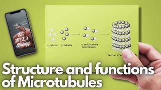 Microtubules Structure and functions [upl. by Acirre]