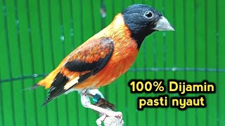 Suara Burung RED SISKIN Gacor Juara Untuk Pancingan dan Masteran [upl. by Hylton]