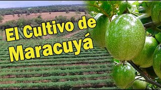 CULTIVO DE MARACUYÁ EN AGRICULTURA LIMPIA  A FIELD DAY IN AN ORGANIC PASSION FRUIT CROP [upl. by Legnaesoj25]