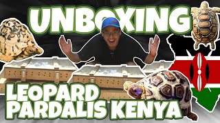 UNBOXING LEOPARD PARDALIS KENYA RATUSAN EKOR  SEMUA CALON SNOW [upl. by Cassius520]