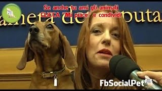 Sogno il primo cane ad entrare in Parlamento FbSocialPet [upl. by Atnahsal]