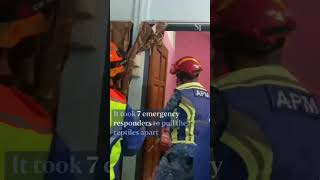 WATCH Moment 2 mating pythons fall through the ceiling of a Pahang home [upl. by Eirbua500]