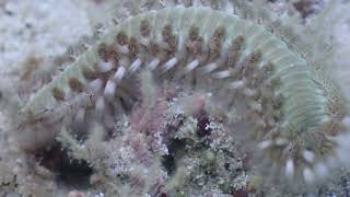 Macro shot of a bristle worm [upl. by Akkin]