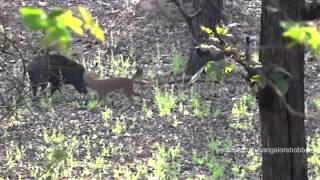 Dhole vs Wild Boar in Nagarahole National Park Karnataka India [upl. by Oironoh]