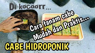 CARA MENANAM CABE RAWIT HIDROPONIK SISTEM KOCOR Part 1  CARA PINDAH TANAM  TAMAN KECIL HIDROPONIK [upl. by Agace889]