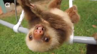 Baby Sloth Noises Compilation [upl. by Largent483]