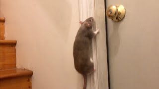 The Most RANDOM Rat Compilation Im so sorry [upl. by Berthe]